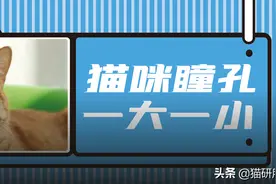 猫咪眼睛一大一小是怎么回事？图片