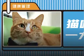 猫咪眼睛一大一小是怎么回事？图片