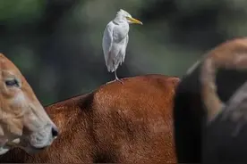 十二生肖是哪个生肖最有骨气，穷死不求人？图片