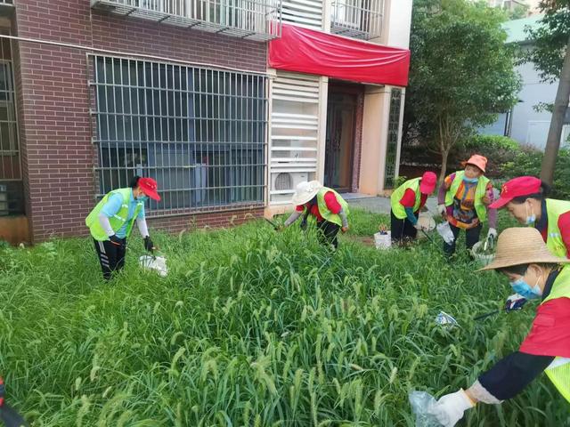 东湖新技术开辟区豹澥街分类专班黄金堂社区开展清洁家园活动