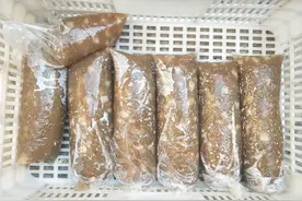 教你制作河北肉焖子图片