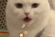 表情包：猫猫我呀，摆烂了捏图片