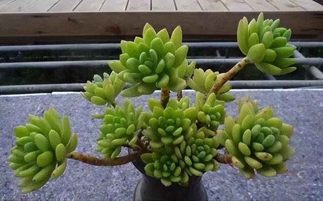 270种常见多肉图谱，一分钟认全！