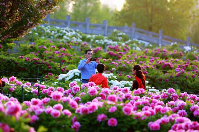 中国洛阳牡丹文化节每日花情专题播报之一含苞欲放