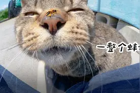那些与蜜蜂交过手的小猫咪，后来都怎么样了……图片