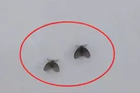 全国卫生间都有这小飞虫？这三种常在家出现的虫子，危害有多大？图片