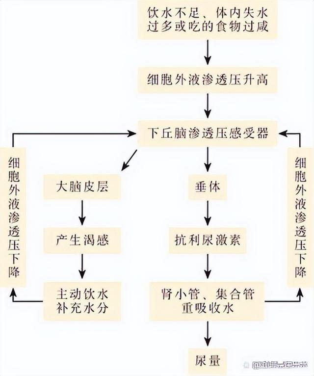 高中生物-人体内环境稳态的生理意义及调节