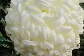 晚秋赏菊花图片