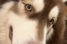 阿拉绝育打麻药，三秒离魂瞬间秒晕：虽然很可怜，但真的很好笑图片