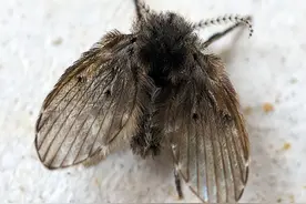 卫生间里的小飞虫是什么？能在人脸上产卵长蛆，如果发现赶紧消灭图片