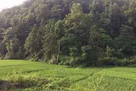 桃李不言 下自成蹊图片