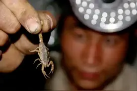 紫光灯下的暴利产业，捕蝎一斤获利近千元，疯狂之下难坏执法部门图片