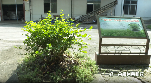 广西金花茶业：打造“工业旅游+茶文化研学”模式