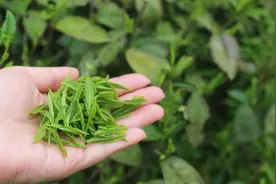 中国最好喝的春茶排行榜，这5种绿茶你喝过几种？有你家乡的吗？图片