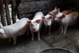 猪场千古难题之仔猪腹泻，常见的就这7种，对症治疗能解决图片