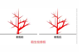 那些必须要修剪掉的油茶树枝条图片
