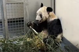 旅居美国的大熊猫“丫丫”将回国，身体状况如何？图片
