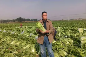 玉田白菜进京 每一棵白菜都可追溯图片