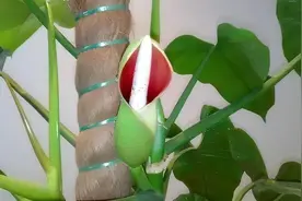 您见过绿萝开花吗？自然生长的绿萝开不了花！但要让它开花也容易图片