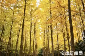 「图集」落叶缓扫 留住最美秋色图片