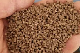 小龙虾夏季高温饲养管理，强免疫、抗应激图片