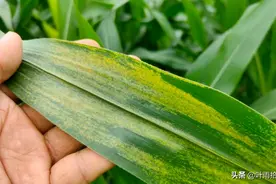 玉米褐斑病的症状及防治图片