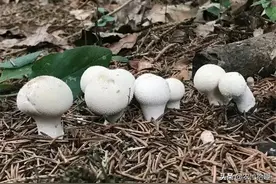 人称“马粪包”，儿时用石头砸烂，如今一斤150元，成稀罕山货图片