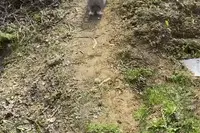 每日一笑：听说兔子会假死，但没想到这么假图片