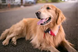 湖北准新娘救下重伤金毛,3年后幼子竟突然失踪,金毛报恩托出真相图片