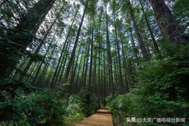 来山西四座AAAA级国家森林公园，带你开启美好夏日！图片