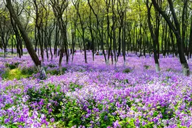 冬季能观叶，春季能观花，它叫二月兰，介绍种植方法和利用价值图片