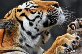 原始老虎的战斗优势：强大的肌肉力量和锋利的爪子图片