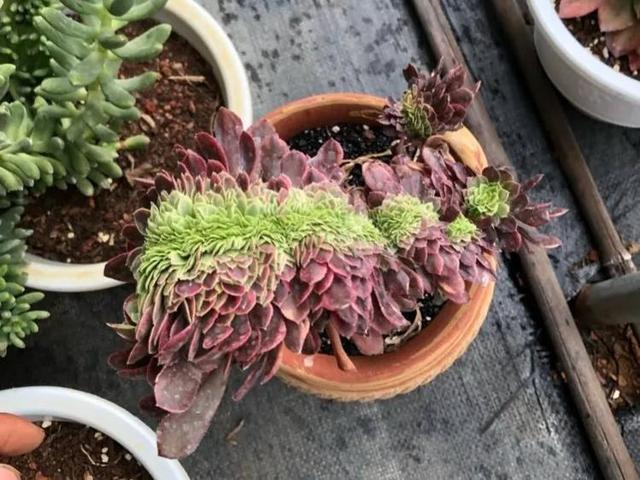 膨珊瑚缀化怎么养(珊瑚怎么玉化)-第5张图片