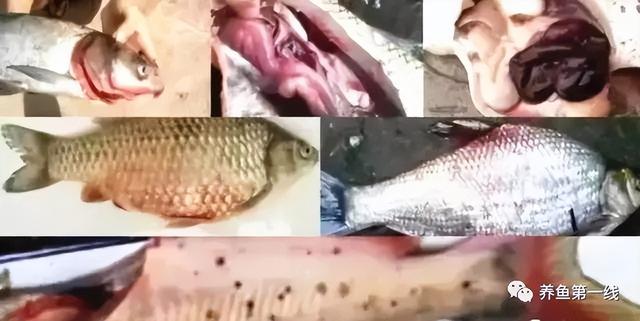 简析疑难杂症——鱼类败血症的防控：难治的集多症状于一身的鱼病