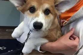 这些狗狗有一对大耳朵，最后一名价格超贵！图片