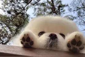 “弃养率”最高的“5种”狗，很多人都接受不了图片