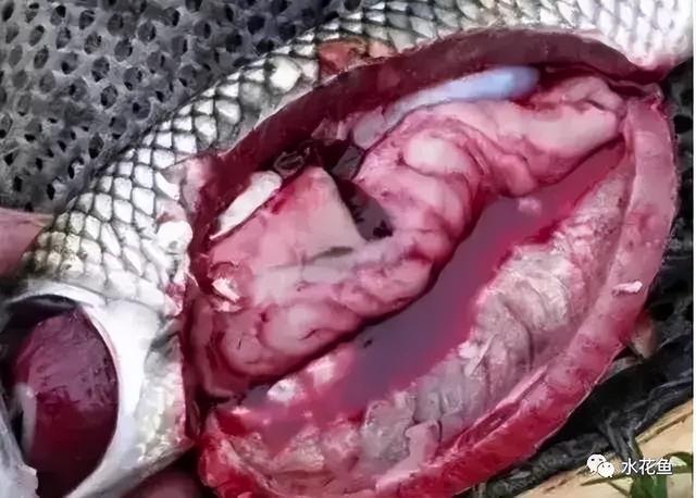 简析疑难杂症——鱼类败血症的防控：难治的集多症状于一身的鱼病