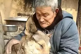 山西村庄出现狼群，不伤害人畜图片