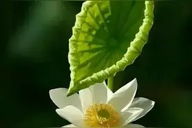 内心淡然安静，余生安好，岁月无恙图片