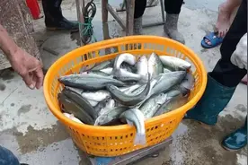 鱼价行情 | 12月8日全国最新塘头价图片