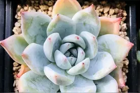 适合室内养的多肉，不徒长，状态好，生长快，不用晒太阳图片