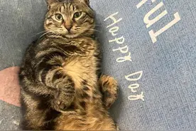 给大家推荐一个去除猫尿味儿的好办法！图片