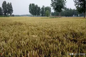 河南再现麦田铺红毯！脚不沾泥咋研究农业？官方回应来了图片