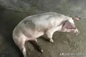 猪腿瘸的常见原因，教您如何辨别，以便做到对症下药图片