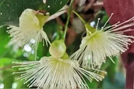 莲雾是一种怎样的果树图片