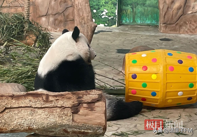 疯狂黑猩猩、摇滚熊猫、修仙狐猴…这个动物园没有正经动物？真相或许并不“好笑”