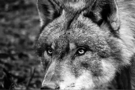 狼性难改！牧民救养了一只受伤的狼，此狼却明里恭顺暗中吃里扒外图片