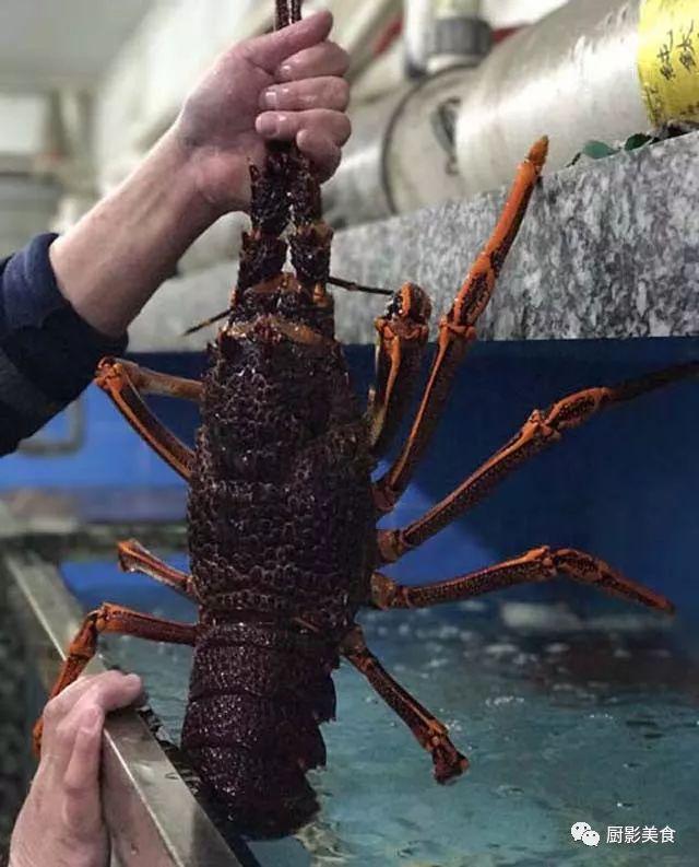 40头的花胶是几级 2025年花胶40头是什么意思?