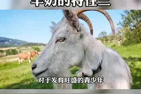 羊奶科普，羊奶的特性三。#羊初乳非固体饮料图片