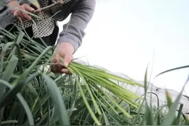大蒜开始抽薹了，抽薹后做好3件事，大蒜不早衰，每亩多产几百斤图片